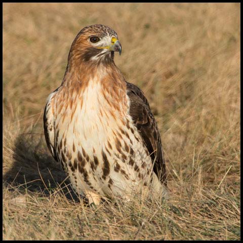 Red-tailed Hawk