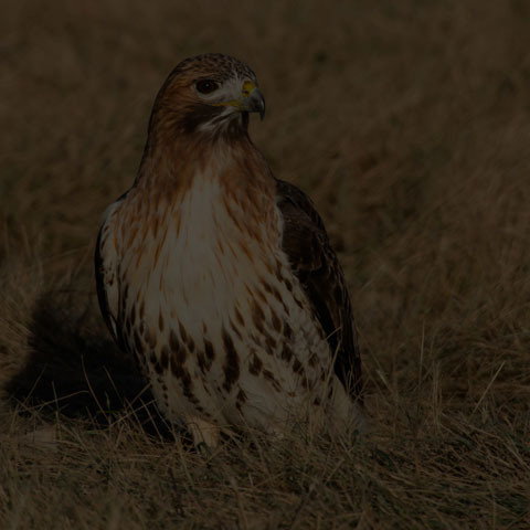 Red-tailed Hawk