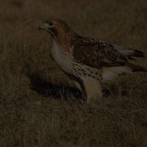 Red-tailed Hawk