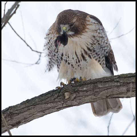 Red-tailed Hawk