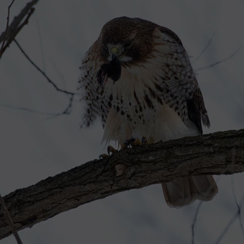 Red-tailed Hawk