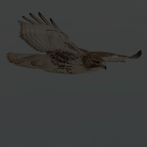 Red-tailed Hawk