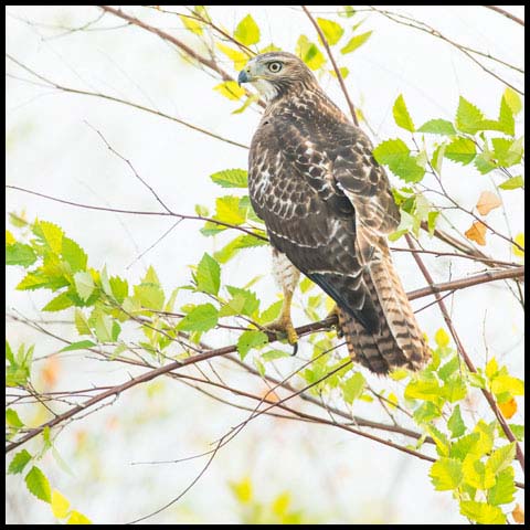 Red-tailed Hawk