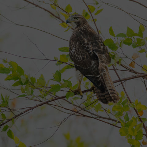 Red-tailed Hawk