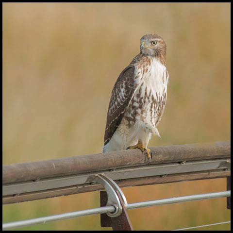 Red-tailed Hawk