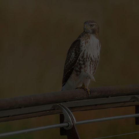 Red-tailed Hawk