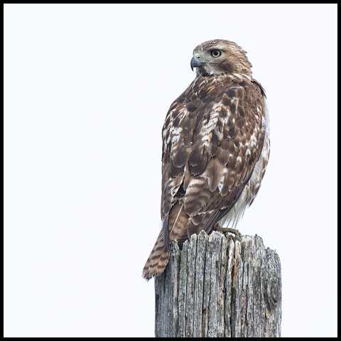 Red-tailed Hawk