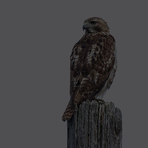 Red-tailed Hawk