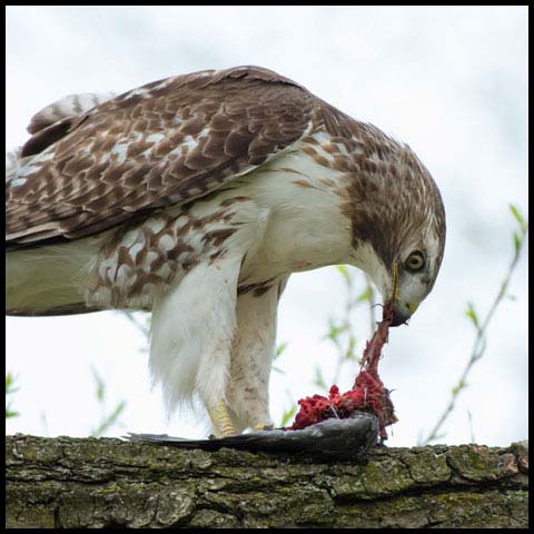 Red-tailed Hawk