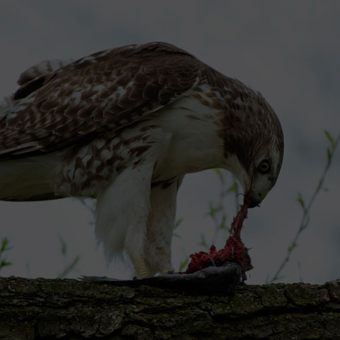 Red-tailed Hawk