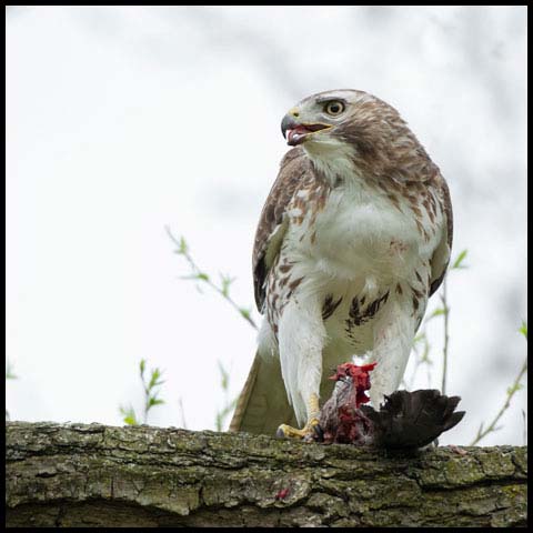 Red-tailed Hawk