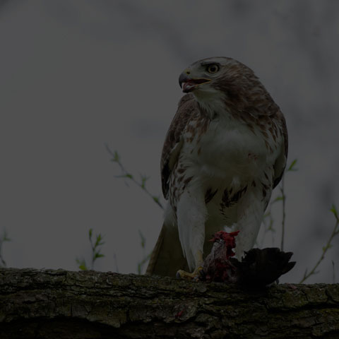 Red-tailed Hawk