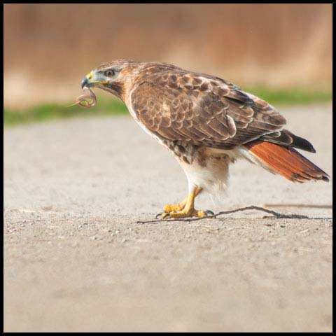 Red-tailed Hawk