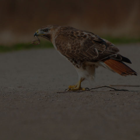 Red-tailed Hawk