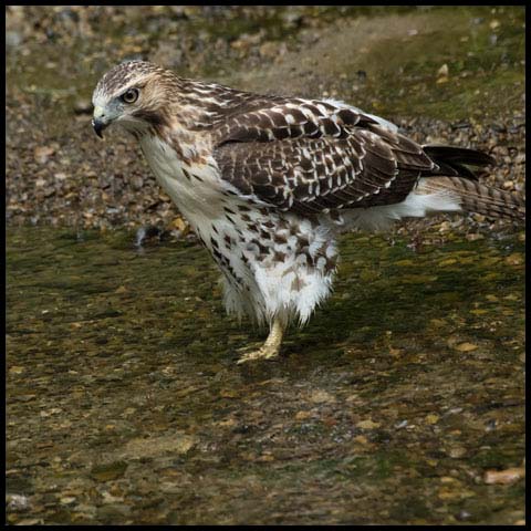 Red-tailed Hawk