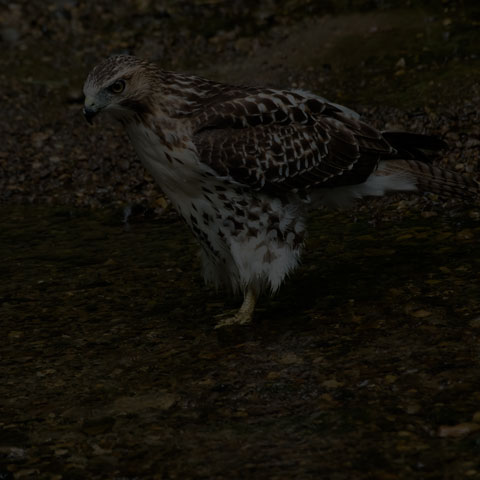 Red-tailed Hawk