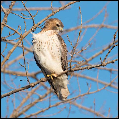 Red-tailed Hawk