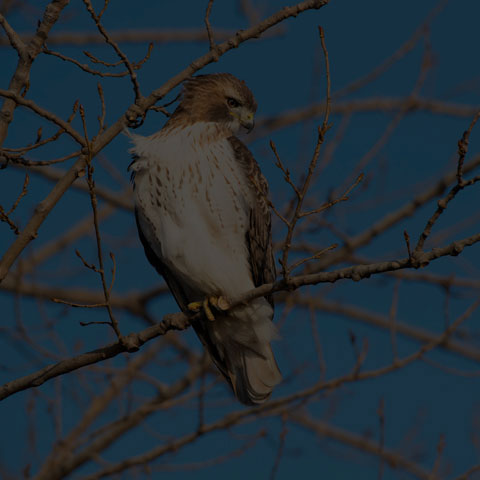 Red-tailed Hawk