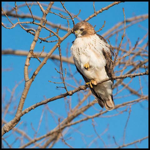 Red-tailed Hawk