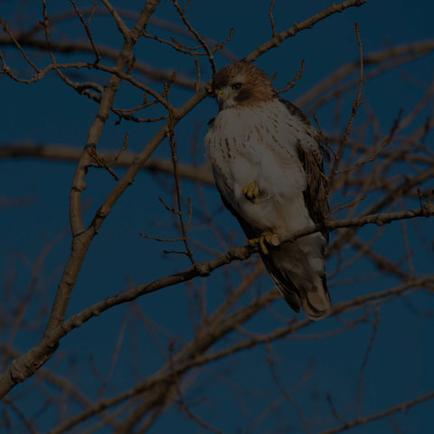 Red-tailed Hawk