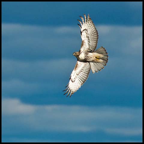 Red-tailed Hawk