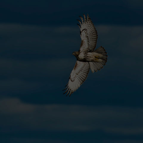 Red-tailed Hawk