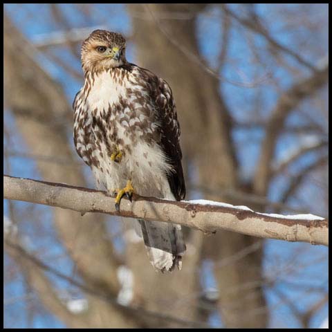 Red-tailed Hawk
