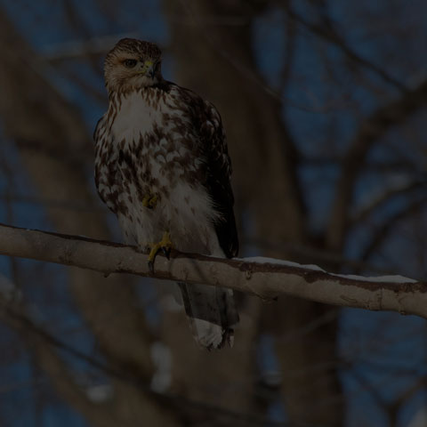 Red-tailed Hawk