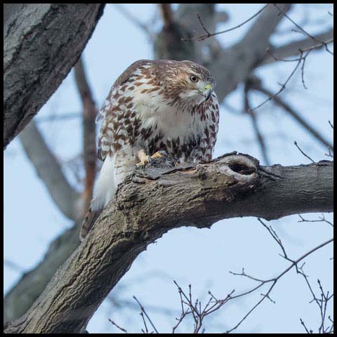 Red-tailed Hawk