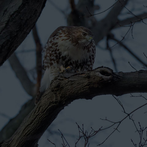 Red-tailed Hawk