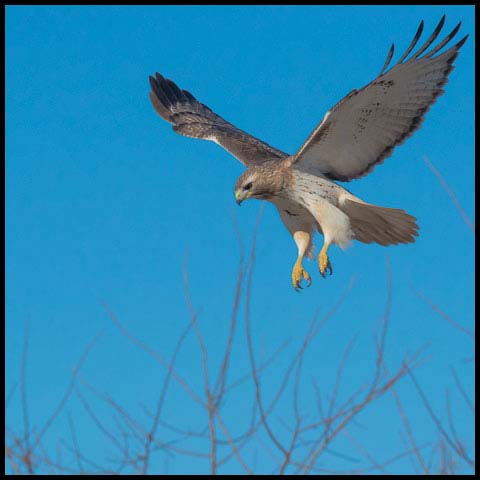 Red-tailed Hawk