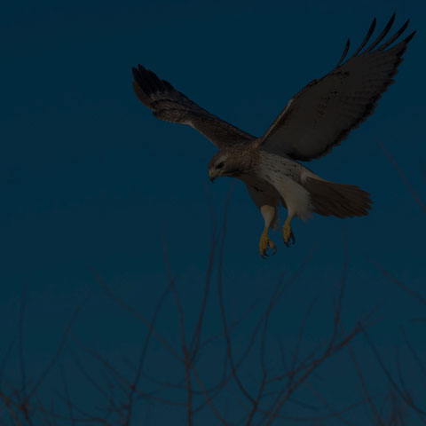 Red-tailed Hawk