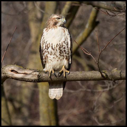 Red-tailed Hawk