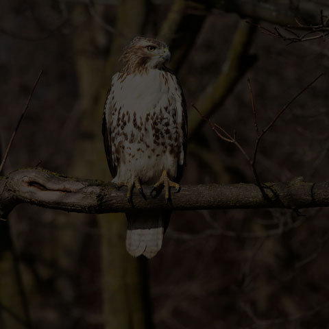 Red-tailed Hawk