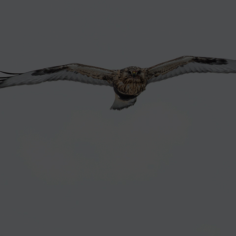 Rough-legged Hawk