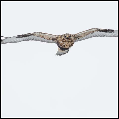 Rough-legged Hawk