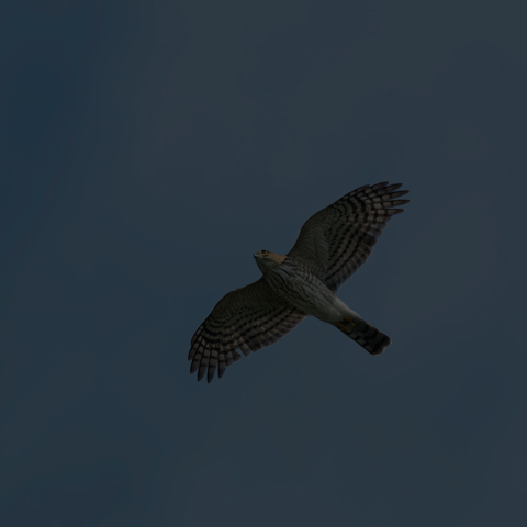 Sharp-shinned Hawk