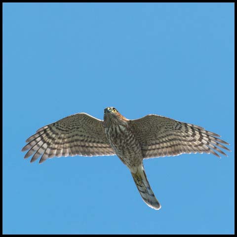 Sharp-shinned Hawk