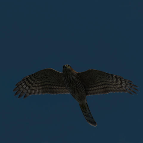 Sharp-shinned Hawk