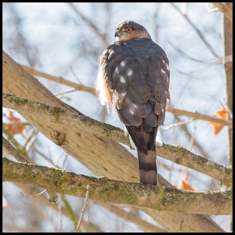 Sharp-shinned Hawk