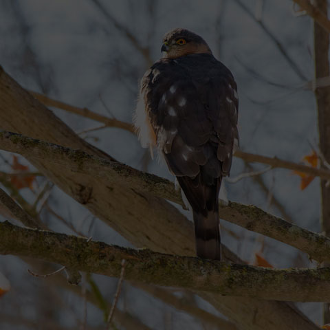 Sharp-shinned Hawk