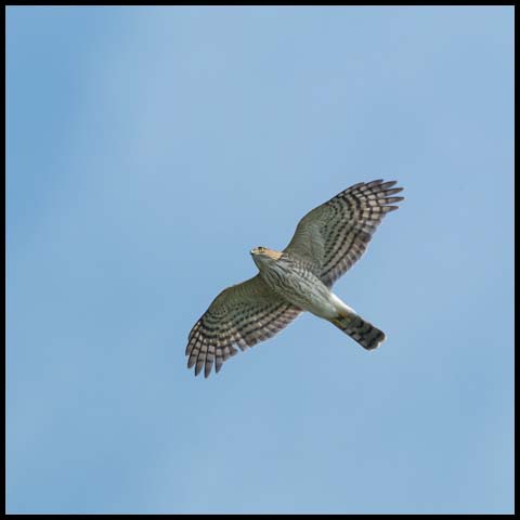 Sharp-shinned Hawk