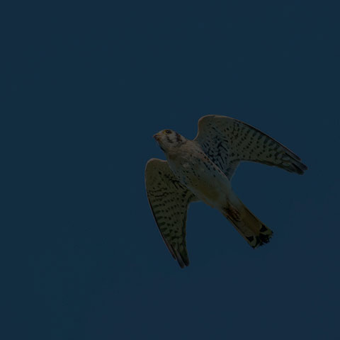 American Kestrel