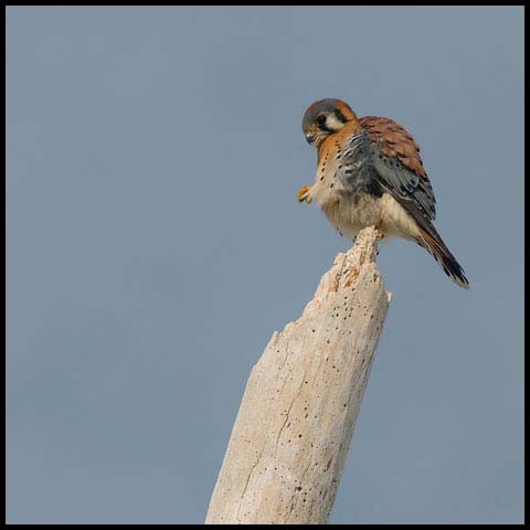 American Kestrel