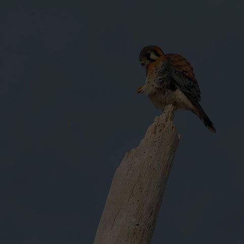 American Kestrel