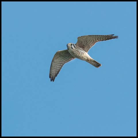 American Kestrel
