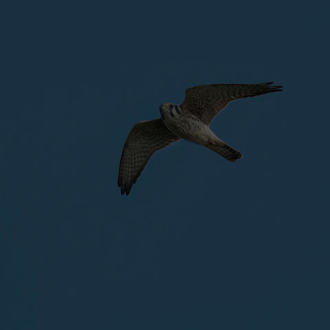 American Kestrel