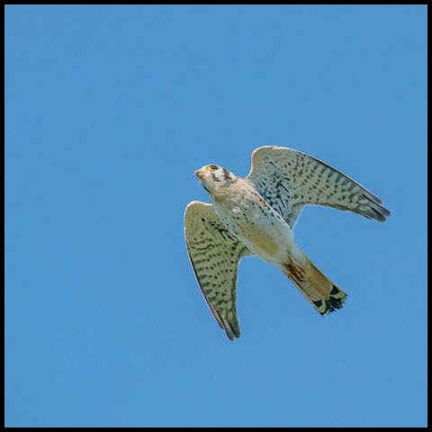 American Kestrel