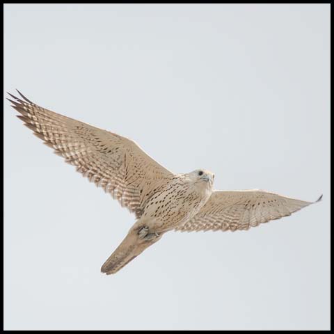 Gyrfalcon