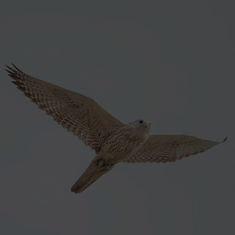 Gyrfalcon